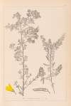 Herbier de la flore française Pl.0190