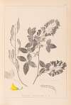Herbier de la flore française Pl.0191