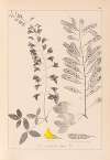 Herbier de la flore française Pl.0192