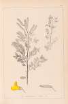 Herbier de la flore française Pl.0197