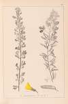 Herbier de la flore française Pl.0198