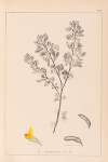 Herbier de la flore française Pl.0199