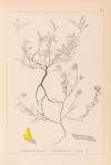 Herbier de la flore française Pl.0202