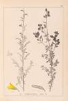Herbier de la flore française Pl.0205