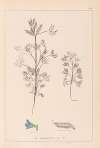 Herbier de la flore française Pl.0207