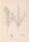 Herbier de la flore française Pl.0208
