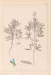 Herbier de la flore française Pl.0209