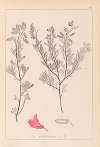 Herbier de la flore française Pl.0211