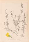 Herbier de la flore française Pl.0212