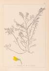 Herbier de la flore française Pl.0214