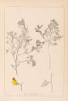Herbier de la flore française Pl.0216