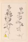 Herbier de la flore française Pl.0217