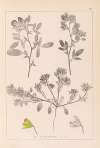 Herbier de la flore française Pl.0218