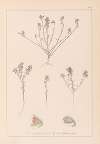 Herbier de la flore française Pl.0221