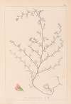 Herbier de la flore française Pl.0224