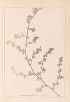 Herbier de la flore française Pl.0226