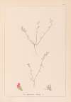 Herbier de la flore française Pl.0228