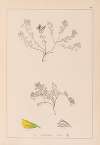 Herbier de la flore française Pl.0230