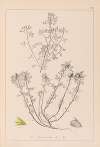 Herbier de la flore française Pl.0231