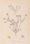 Herbier de la flore française Pl.0232