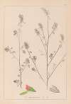 Herbier de la flore française Pl.0233