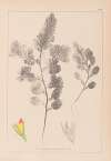 Herbier de la flore française Pl.0234