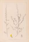 Herbier de la flore française Pl.0235