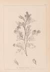 Herbier de la flore française Pl.0237