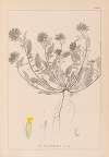 Herbier de la flore française Pl.0239
