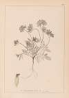 Herbier de la flore française Pl.0240