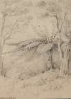 Silver fern, Stokes Valley, 1847, Lower Hutt
