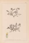 Herbier de la flore française Pl.0242