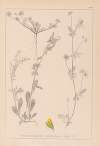 Herbier de la flore française Pl.0244