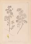 Herbier de la flore française Pl.0245