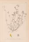 Herbier de la flore française Pl.0247