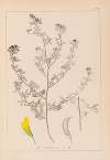 Herbier de la flore française Pl.0249