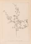 Herbier de la flore française Pl.0250