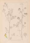 Herbier de la flore française Pl.0251