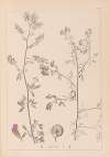Herbier de la flore française Pl.0252