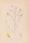 Herbier de la flore française Pl.0253