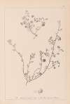 Herbier de la flore française Pl.0256