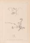 Herbier de la flore française Pl.0261