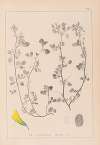 Herbier de la flore française Pl.0275