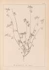 Herbier de la flore française Pl.0278