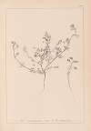 Herbier de la flore française Pl.0281