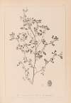 Herbier de la flore française Pl.0282