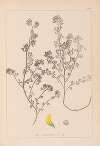Herbier de la flore française Pl.0283