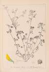 Herbier de la flore française Pl.0288