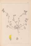 Herbier de la flore française Pl.0293
