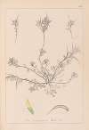 Herbier de la flore française Pl.0296